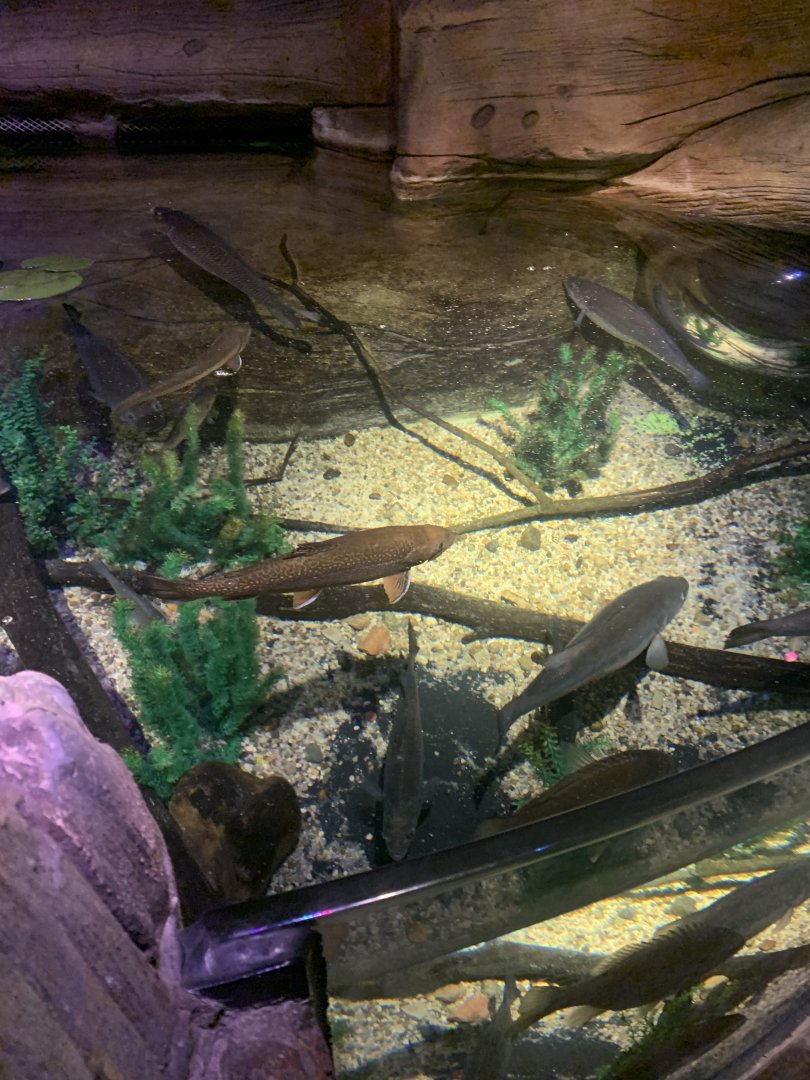 Oct. 2020- Various freshwater fish