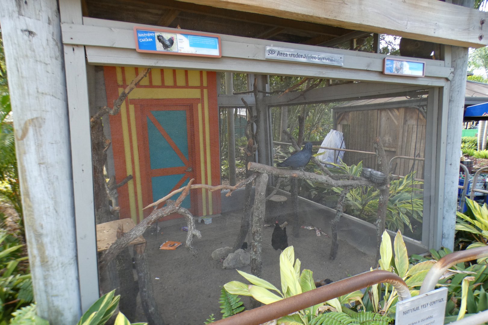 Oct. 2020 - Wallaroo Station - Palm Cockatoo/Australian Chicken Exhibit