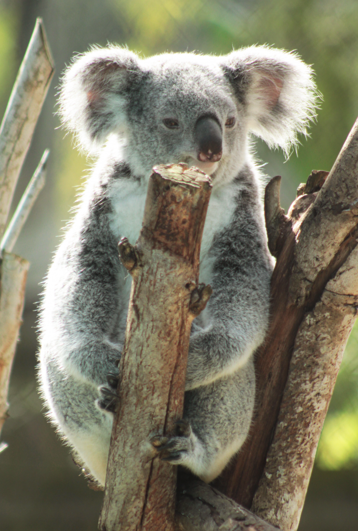 Oct. 2020 - Wallaroo Station - Queensland Koala (Ceduna)