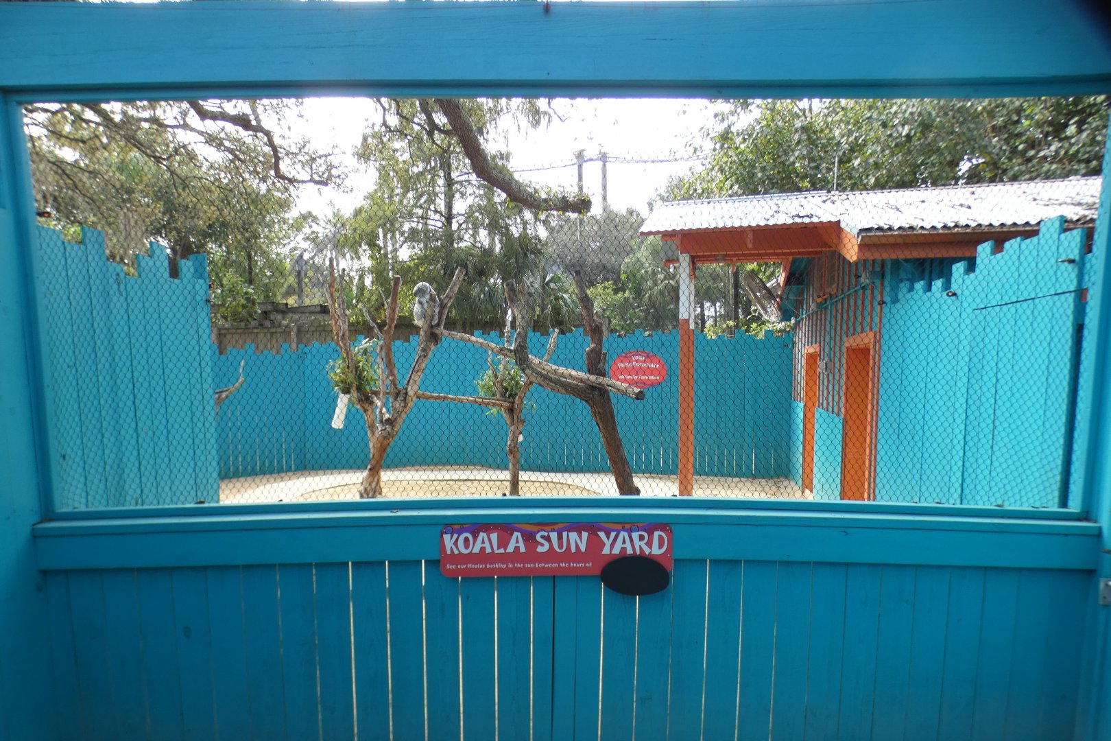 Oct. 2020 - Wallaroo Station - Queensland Koala Exhibit