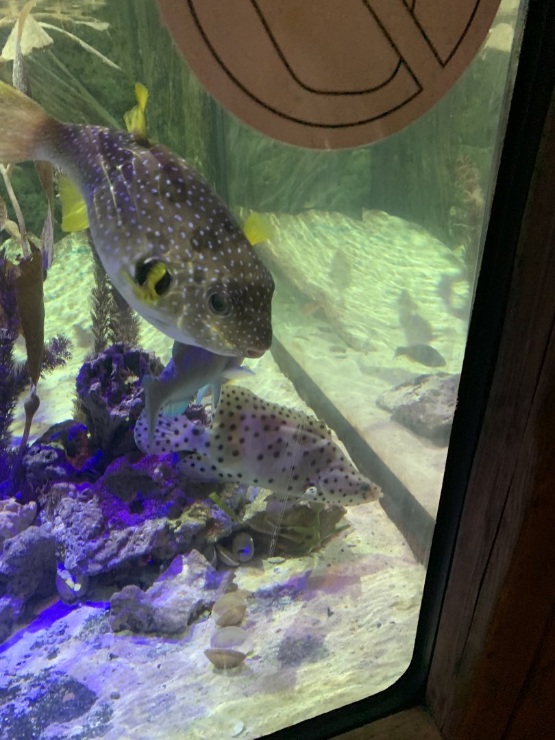 Oct 2020- White-spotted puffer, Humpback grouper, and Blue parrotfish