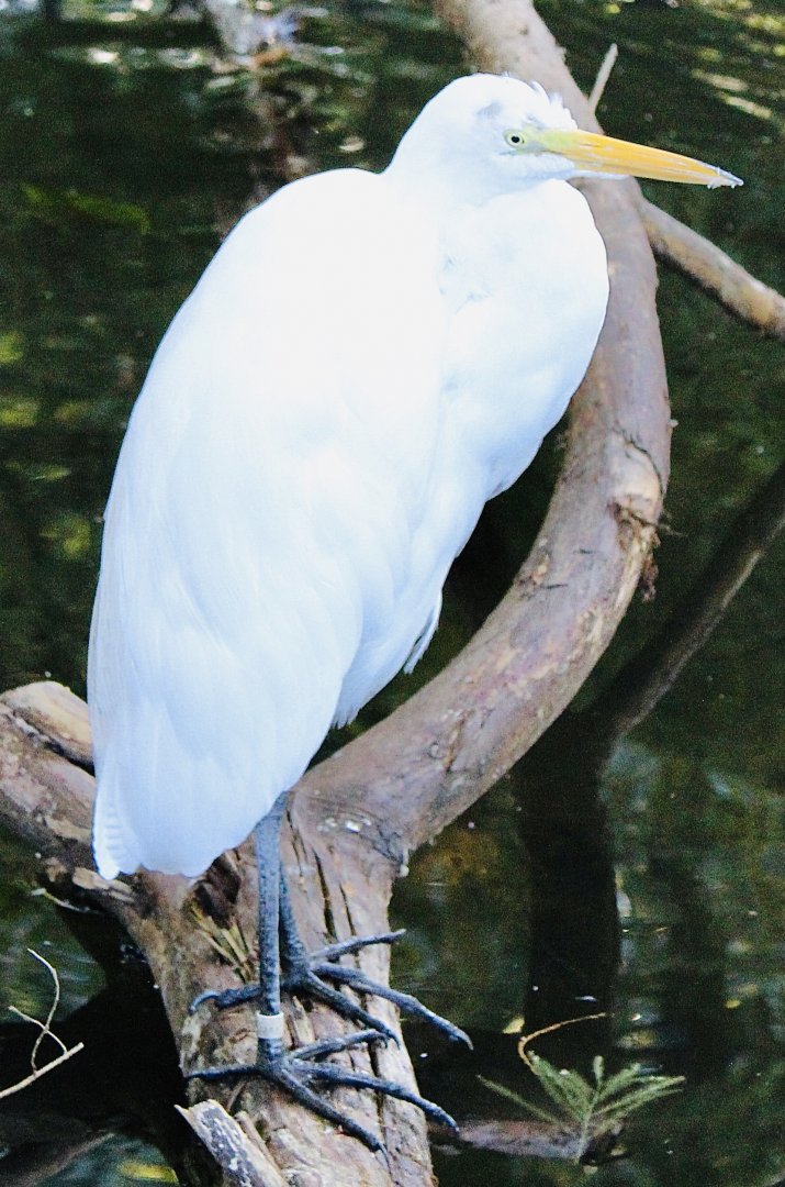 Oct. 2021 - 1904 Cypress Swamp - Cattle Egret