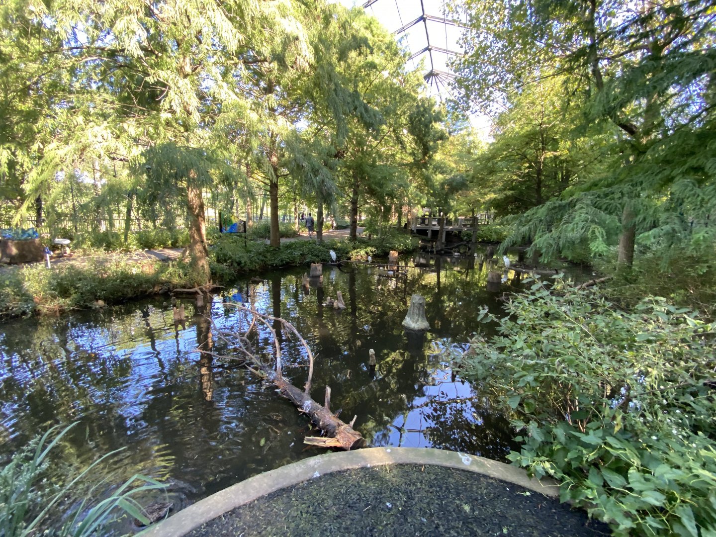 Oct. 2021 - 1904 Cypress Swamp