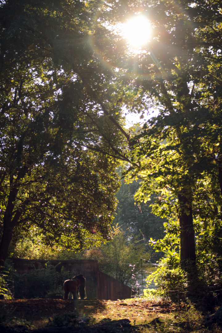 Oct. 2021 - African Forest - Gorilla Exhibit (1 of 4)