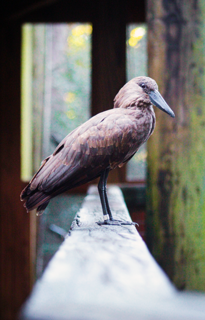 Oct. 2021 - African Forest - The Living Treehouse - Hammerkop