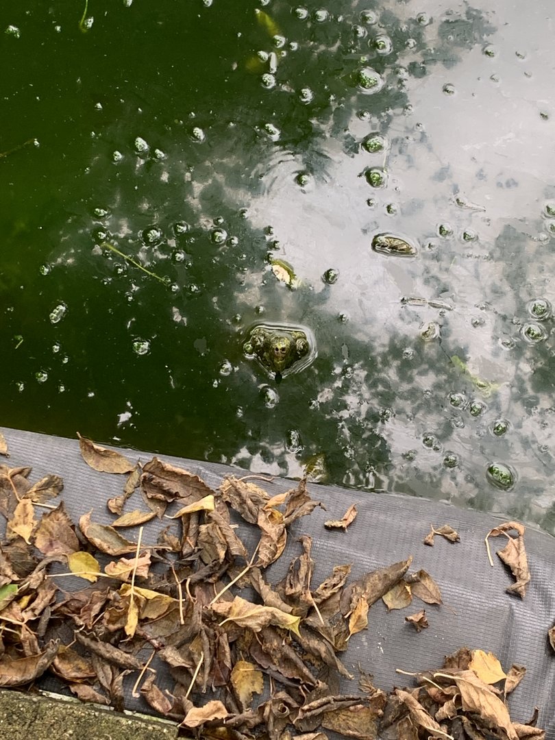 Oct. 2021- Alligator snapping turtle