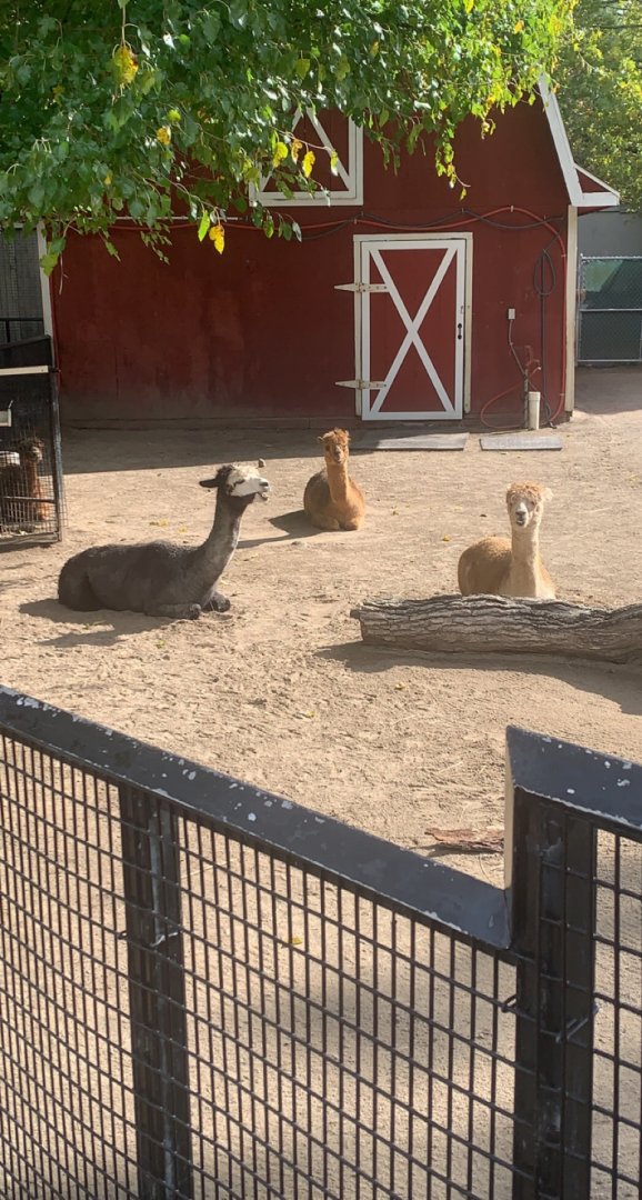 Oct. 2021- Alpacas
