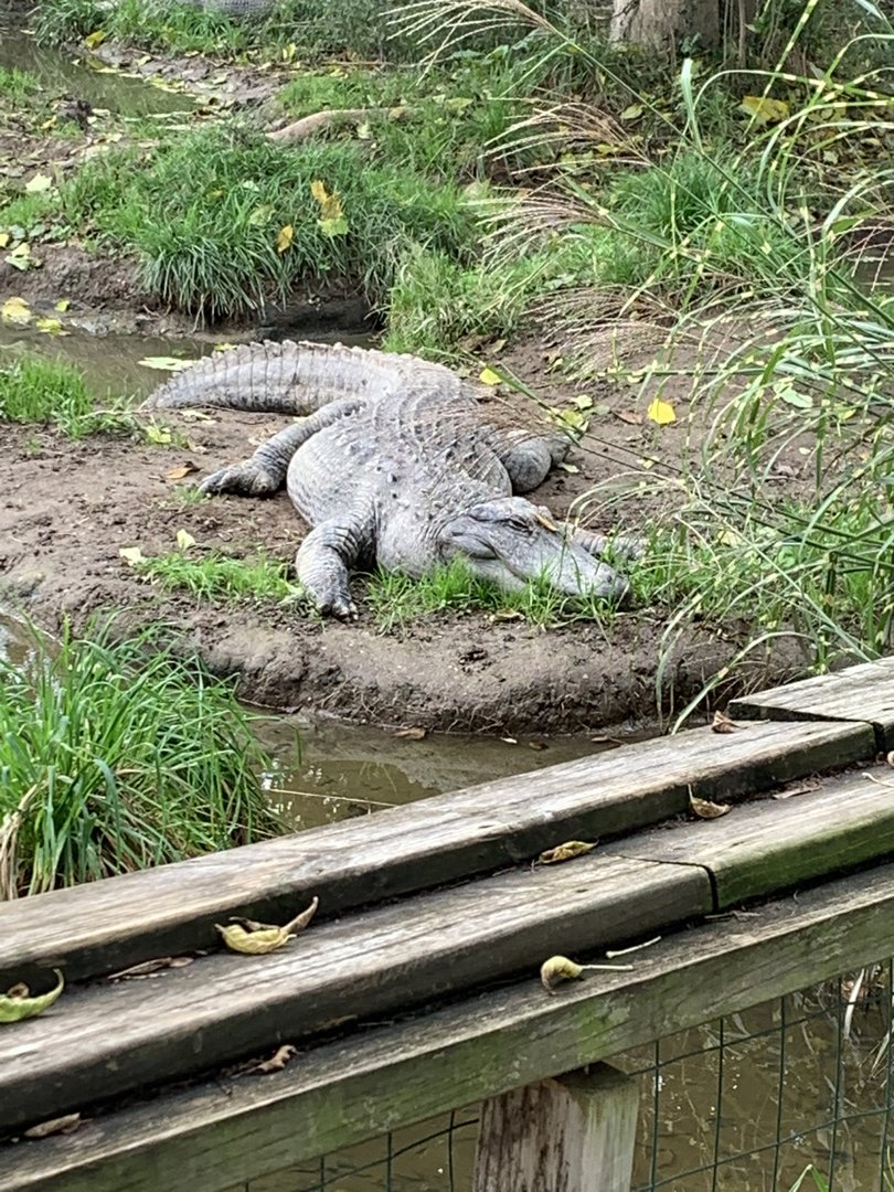Oct. 2021- American alligator