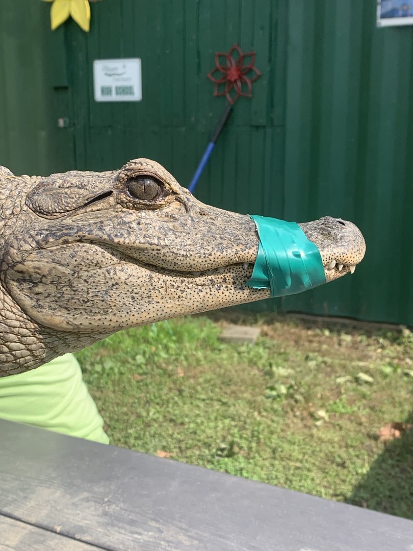 Oct. 2021- American alligator