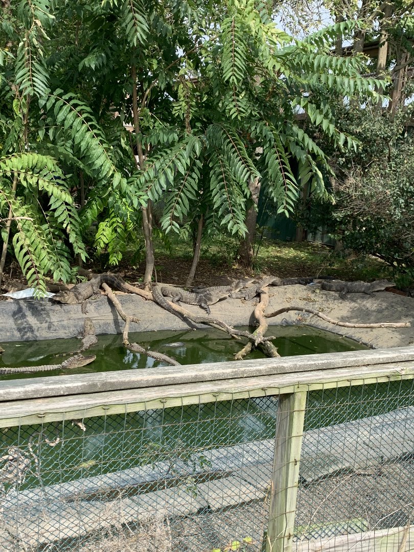 Oct. 2021- American alligators