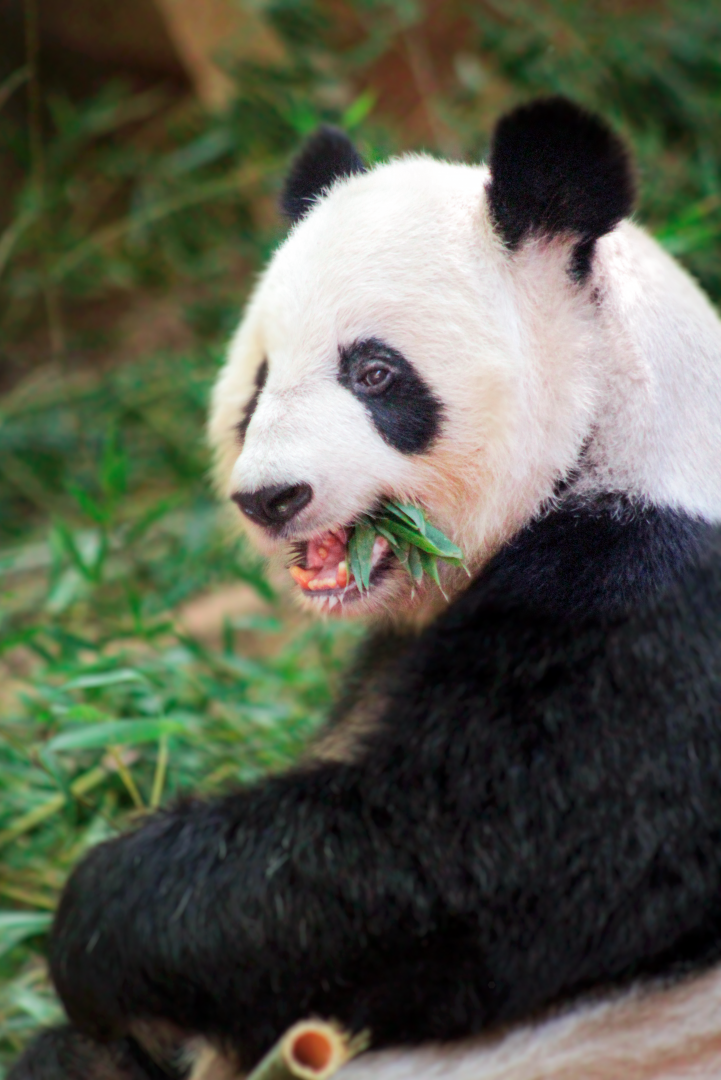 Oct. 2021 - Asian Forest - Giant Panda (Lun Lun)