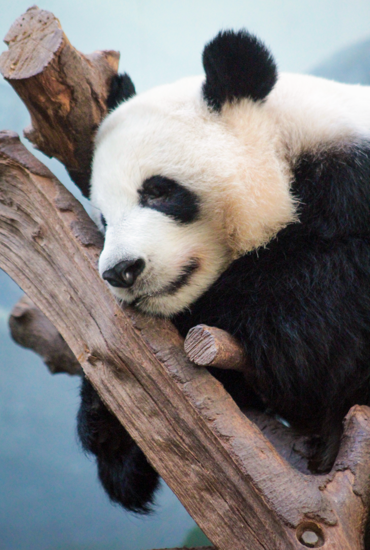 Oct. 2021 - Asian Forest - Giant Panda