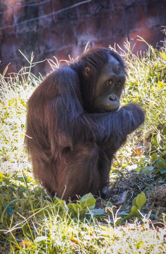 Oct. 2021 - Asian Forest - Orangutan
