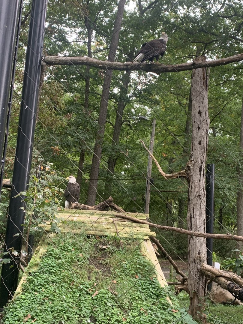 Oct. 2021- Bald eagles