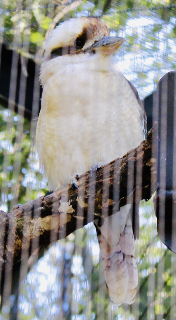 Oct. 2021 - Bird Garden - Laughing Kookaburra