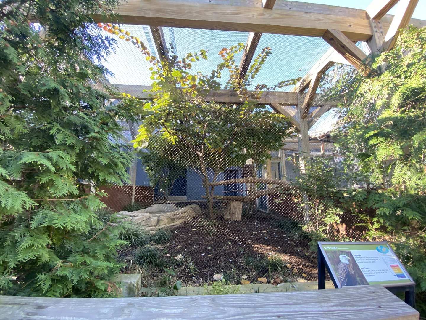 Oct. 2021 - Bird House - Bald Eagle Exhibit