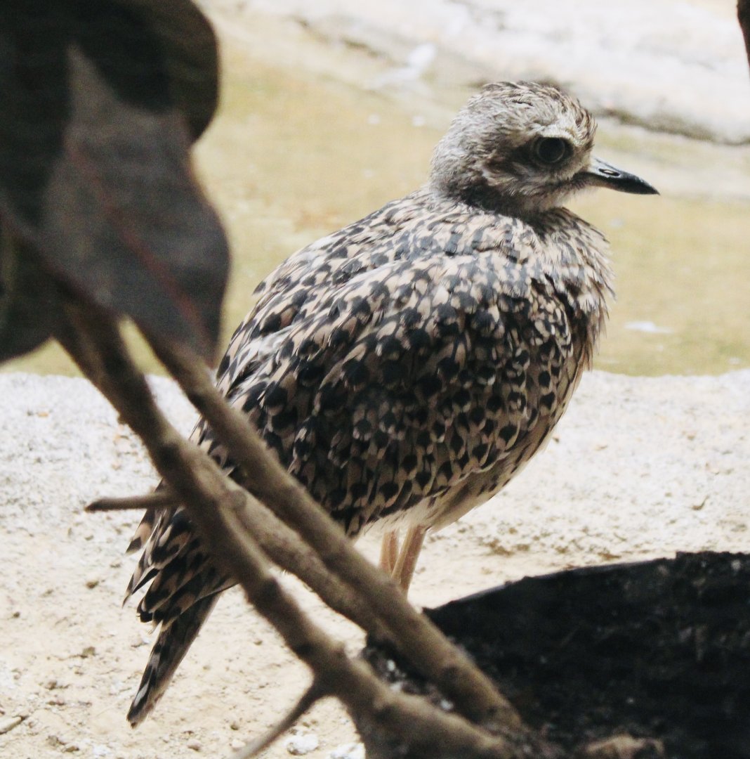 Oct. 2021 - Bird House - Cape Thick-knee