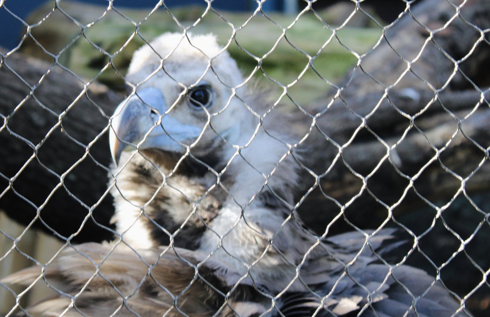 Oct. 2021 - Bird House - Cinereous Vulture