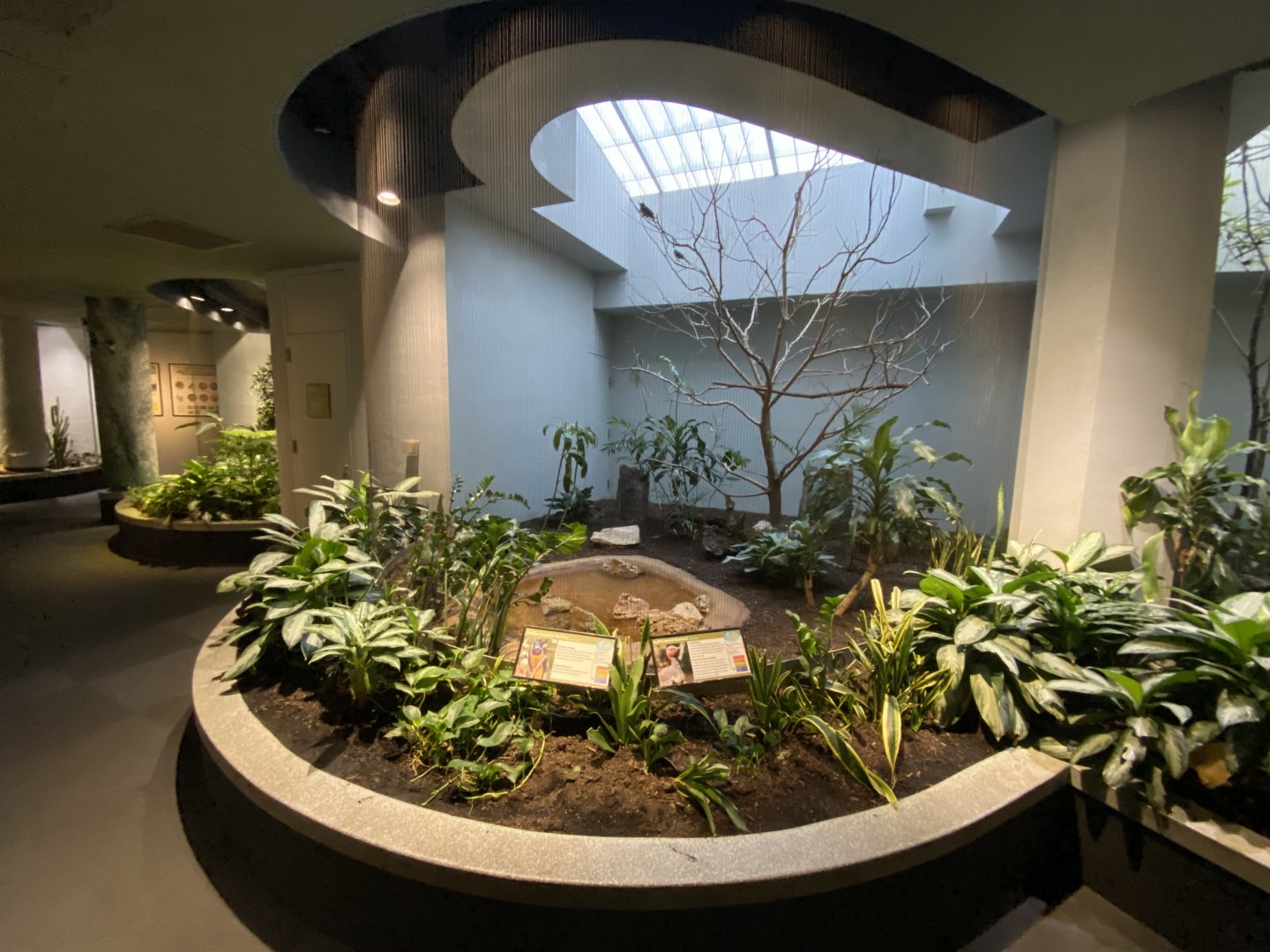 Oct. 2021 - Bird House - Golden-breasted Starling/Buff Crested Bustard Exhibit