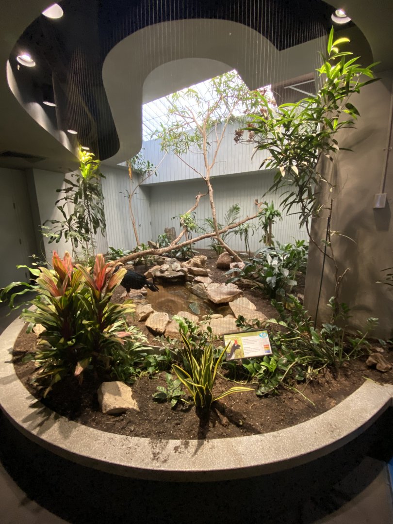 Oct. 2021 - Bird House - Horned Guan Exhibit (1 of 3)