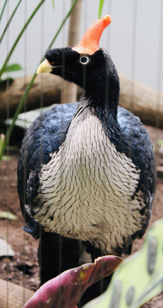 Oct. 2021 - Bird House - Horned Guan