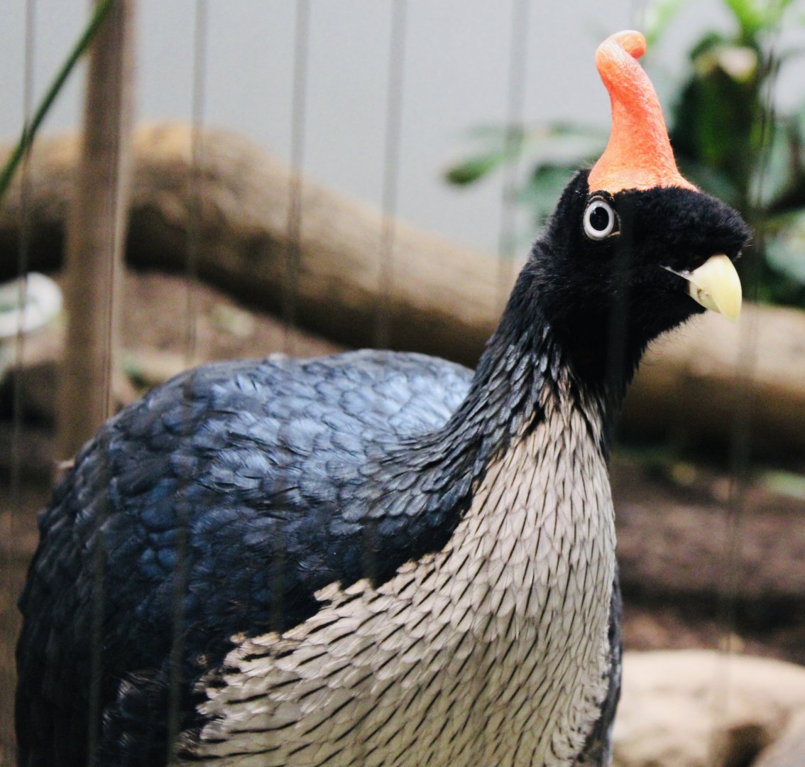 Oct. 2021 - Bird House - Horned Guan