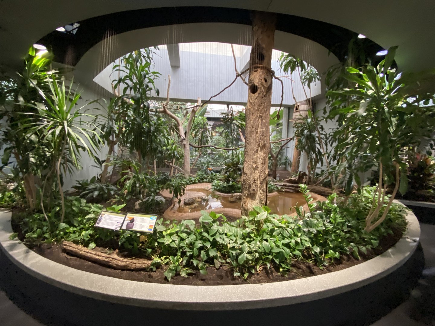 Oct. 2021 - Bird House - Rhinoceros Hornbill Exhibit