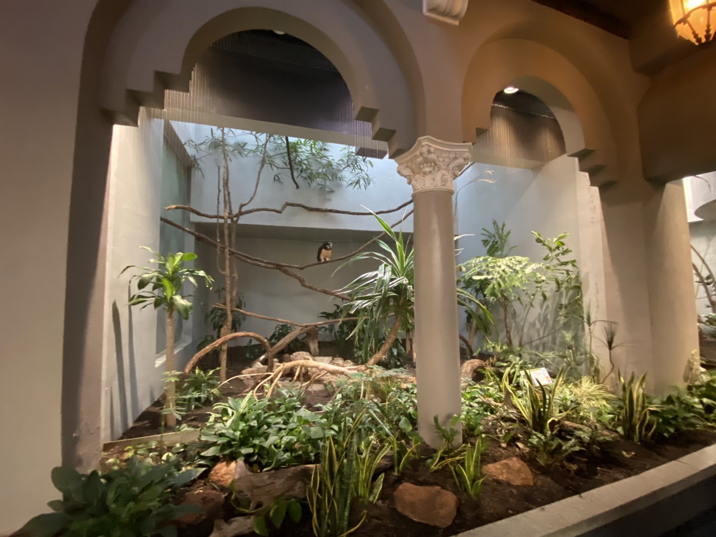 Oct. 2021 - Bird House - Spectacled Owl Exhibit