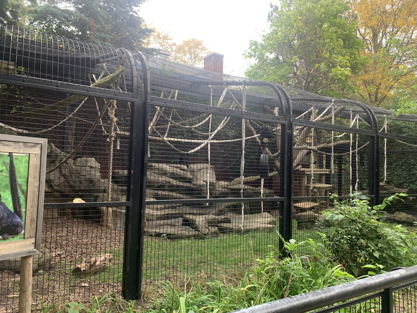 Oct. 2021- Black-headed spider monkey exhibit