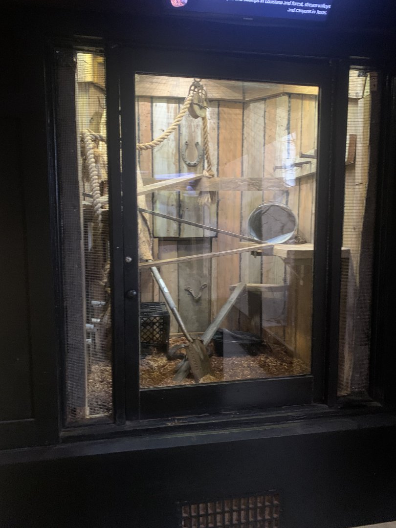 Oct. 2021- Black rat snake exhibit