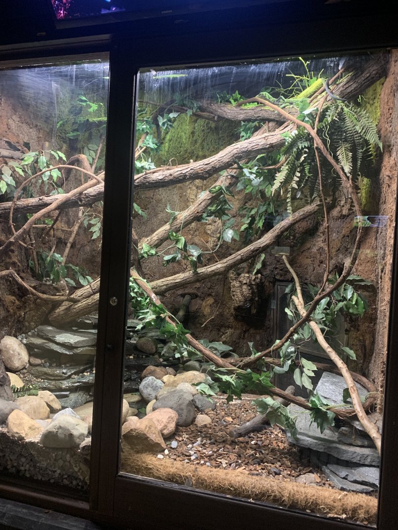 Oct. 2021- Blue tree monitor exhibit