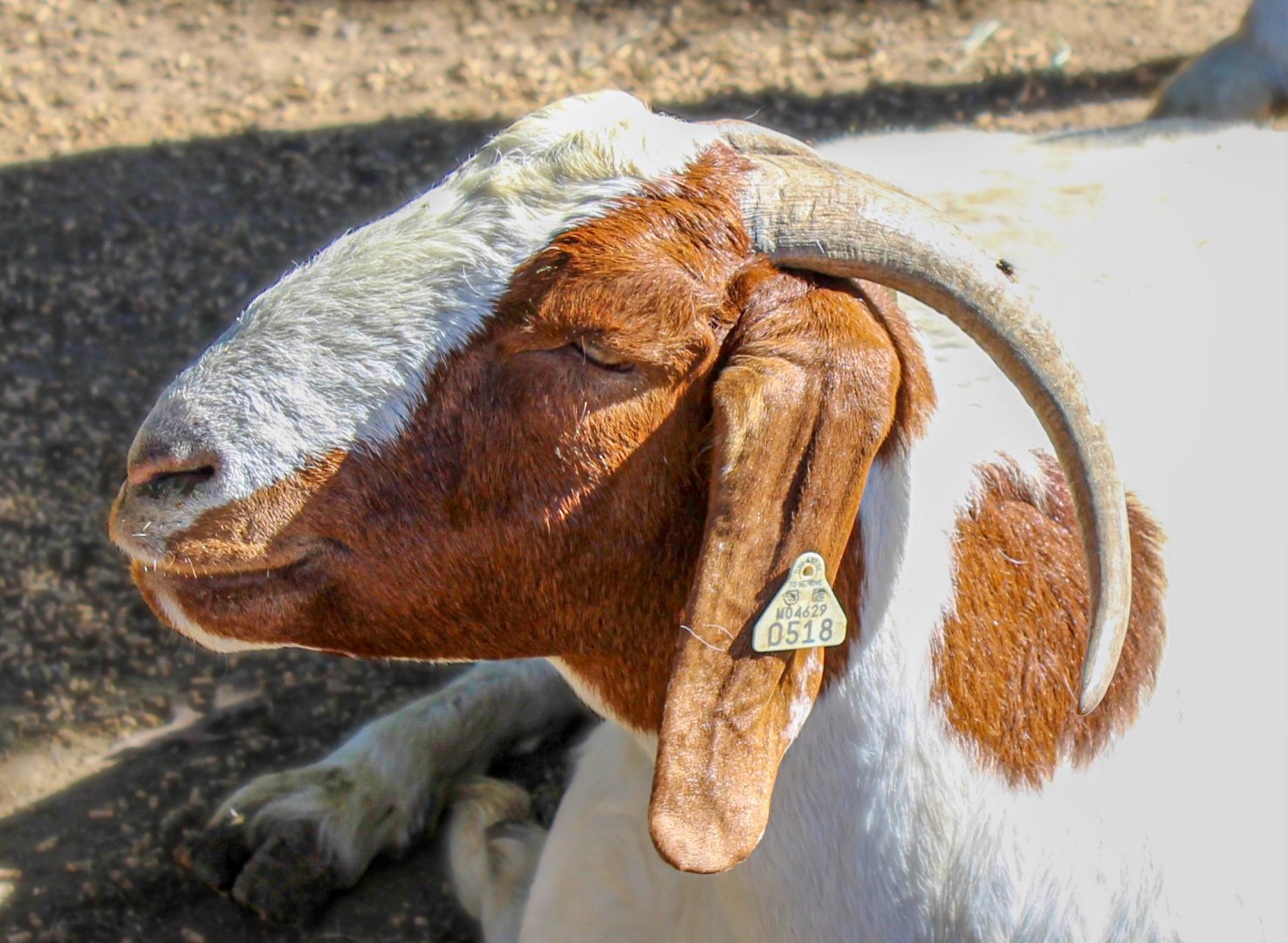 Oct. 2021 - Boer Goat (Re-Upload)