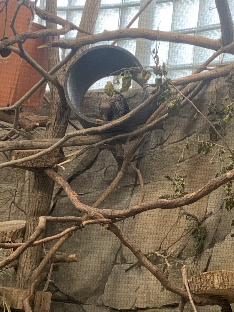 Oct. 2021- Brazilian porcupine