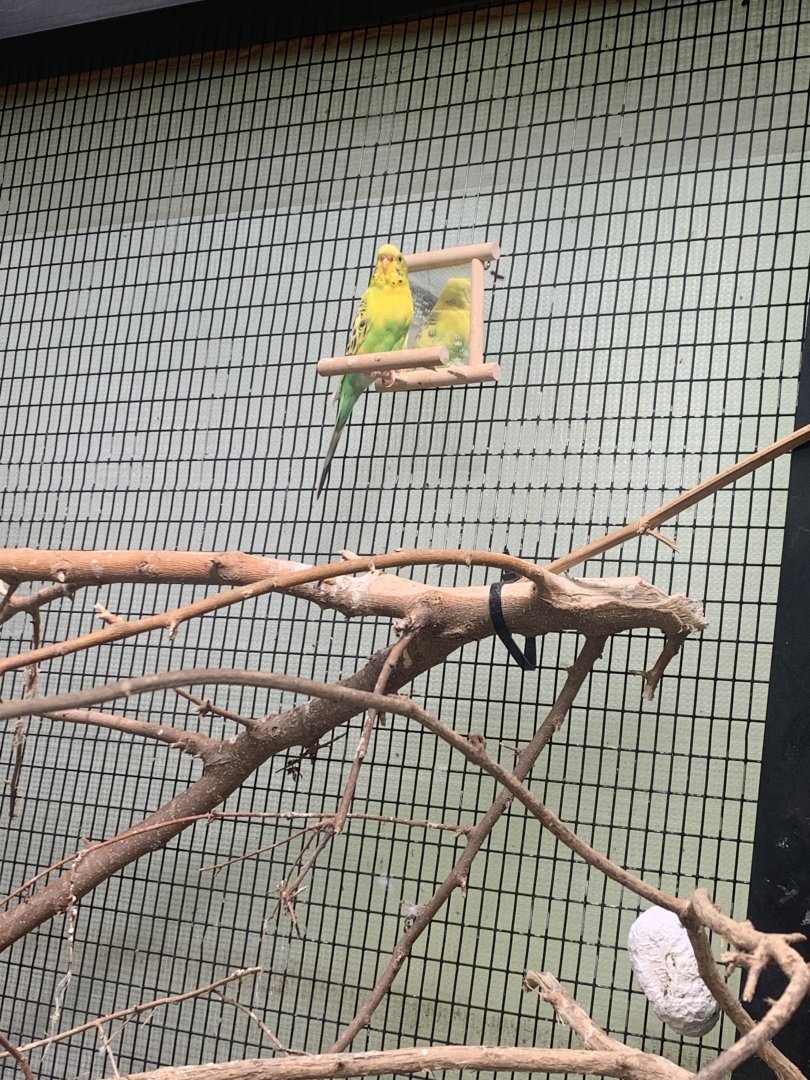 Oct. 2021- Budgerigar