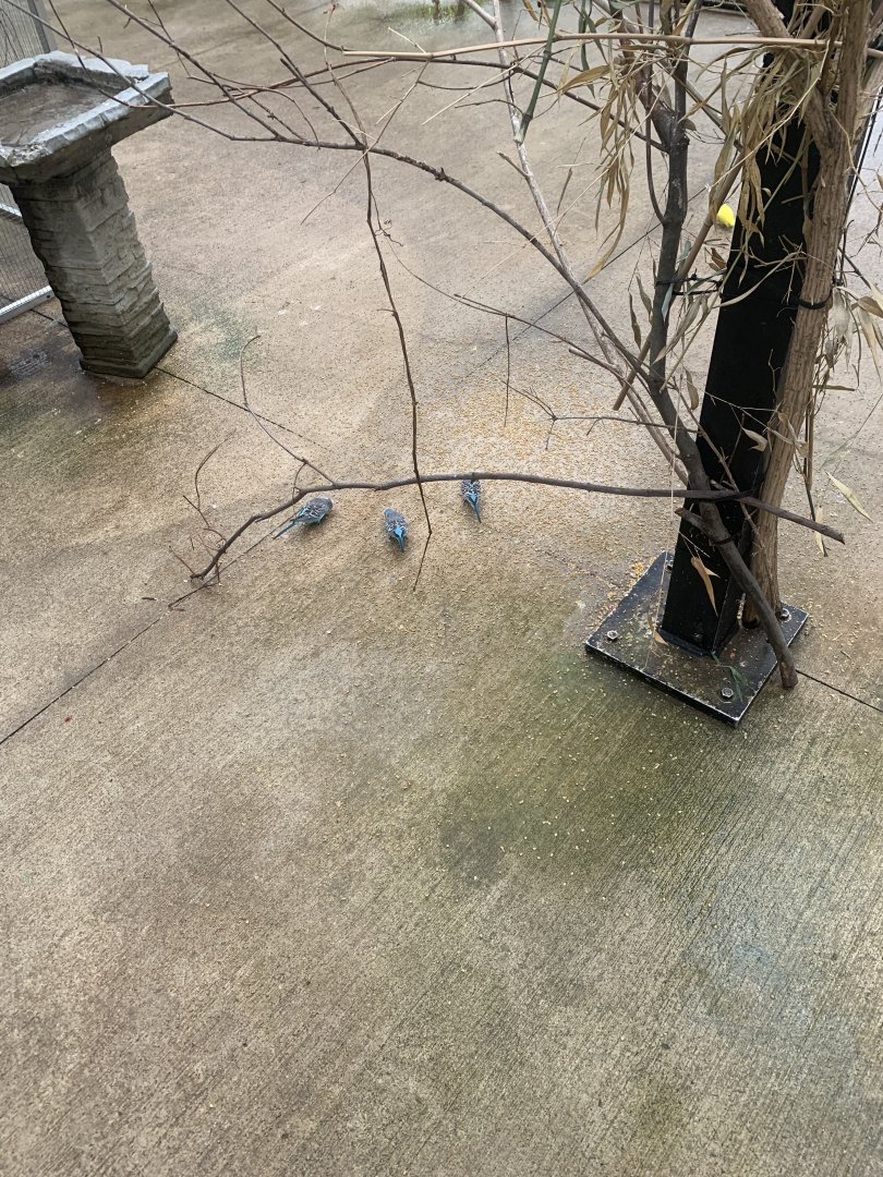 Oct. 2021- Budgerigars