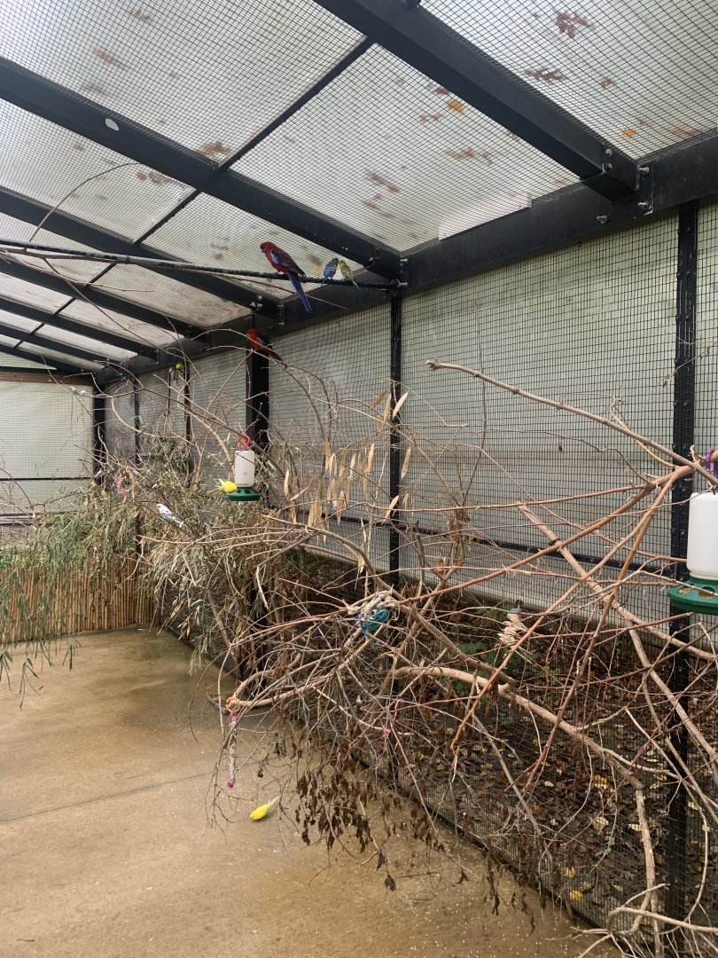 Oct. 2021- Budgies, cockatiels and a Crimson rosella