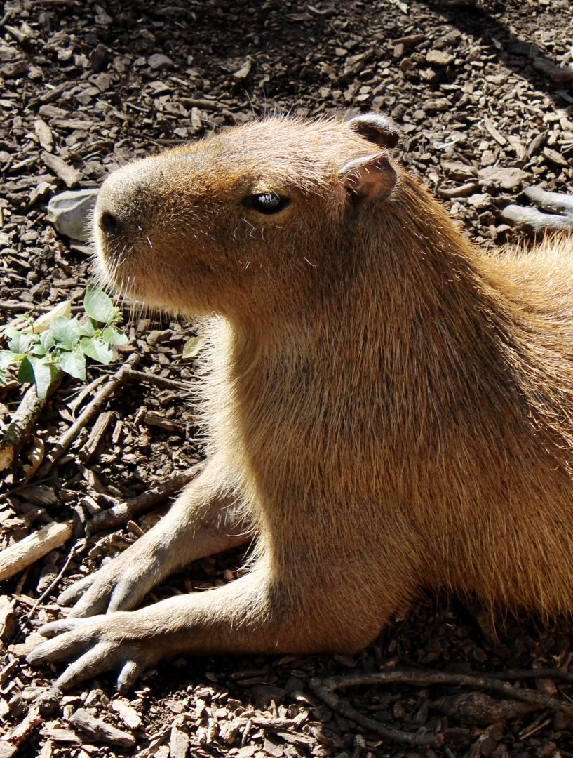 Oct. 2021 - Capybara