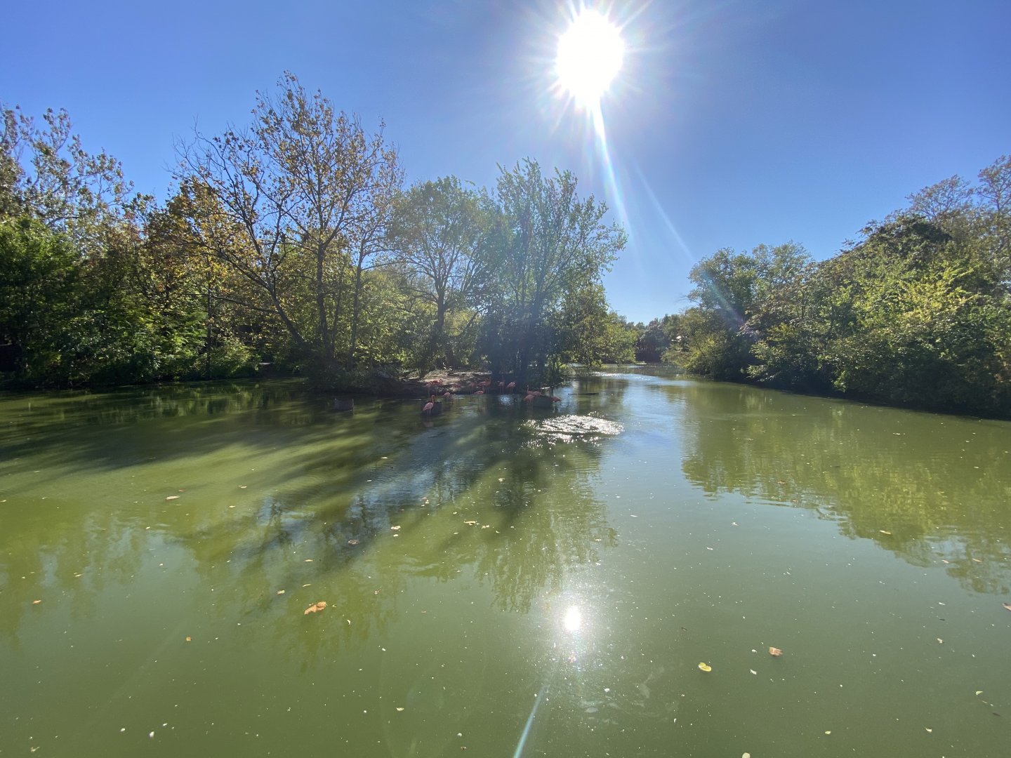 Oct. 2021 - Caribbean Flamingo Exhibit