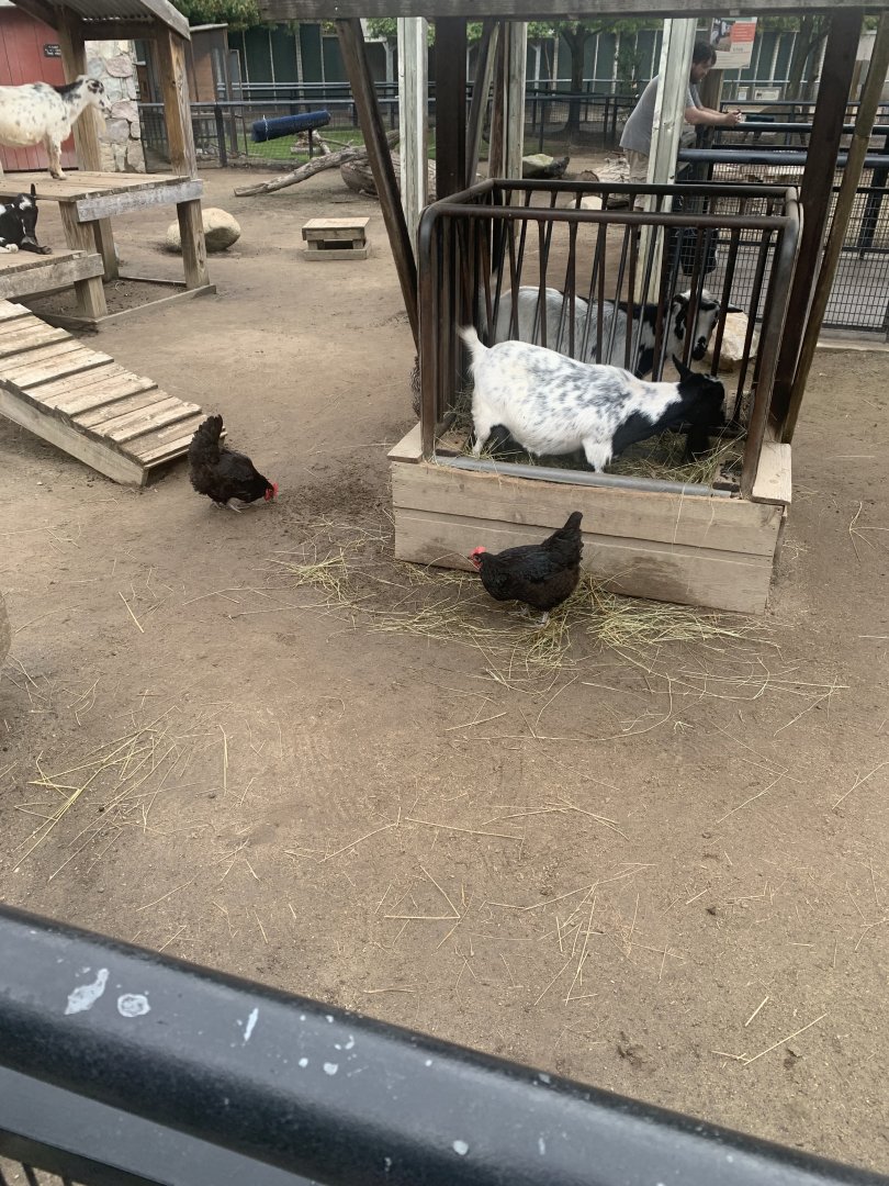 Oct. 2021- Chickens and goats