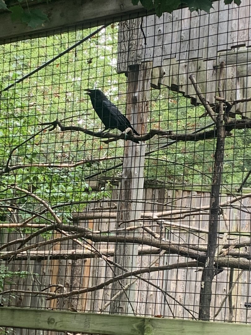 Oct. 2021- Common raven
