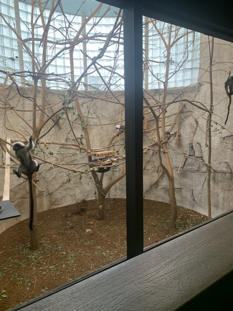 Oct. 2021- Cotton-top tamarin exhibit