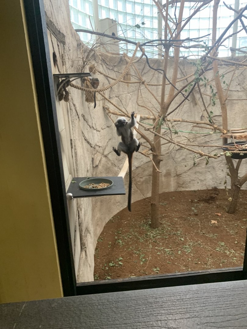 Oct. 2021- Cotton-top tamarin