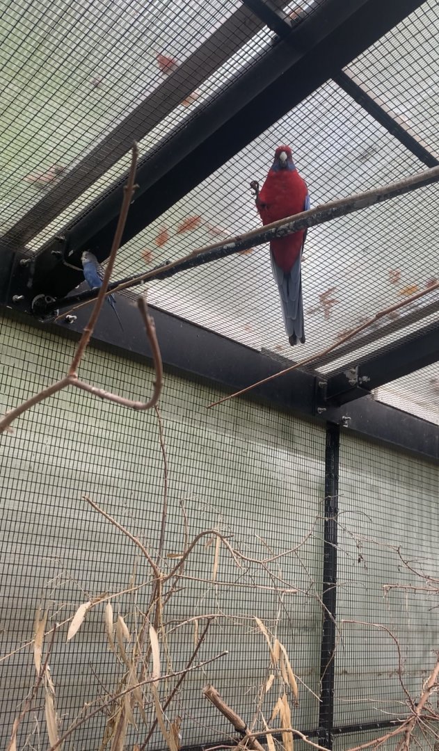 Oct. 2021- Crimson rosella and Budgerigar