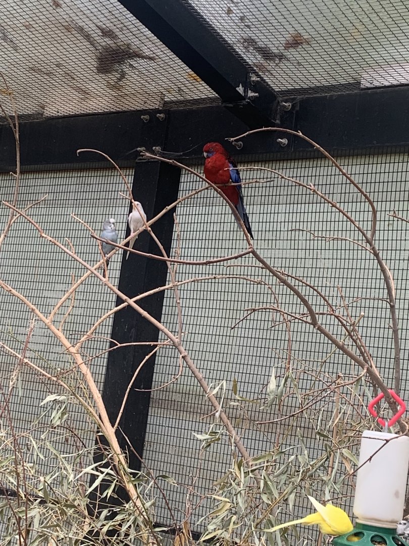 Oct. 2021- Crimson rosella and Budgerigars