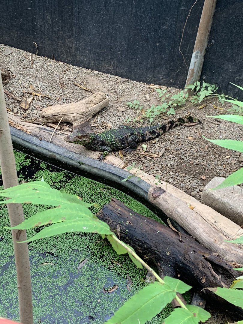 Oct. 2021- Cuvier’s dwarf caiman
