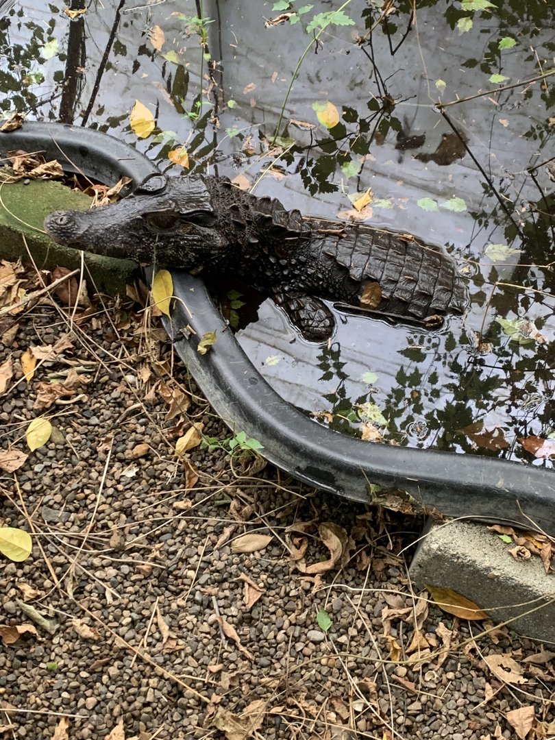Oct. 2021- Cuvier’s dwarf caiman