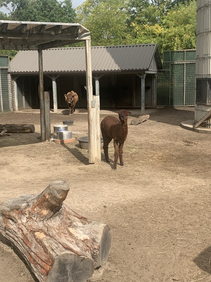 Oct. 2021- Dexter cattle and alpaca