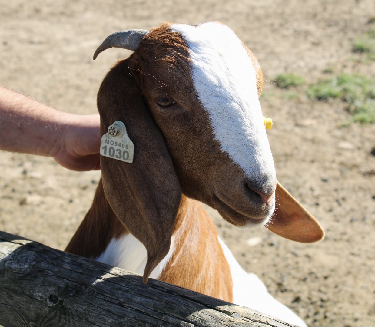 Oct. 2021 - Domestic Goat