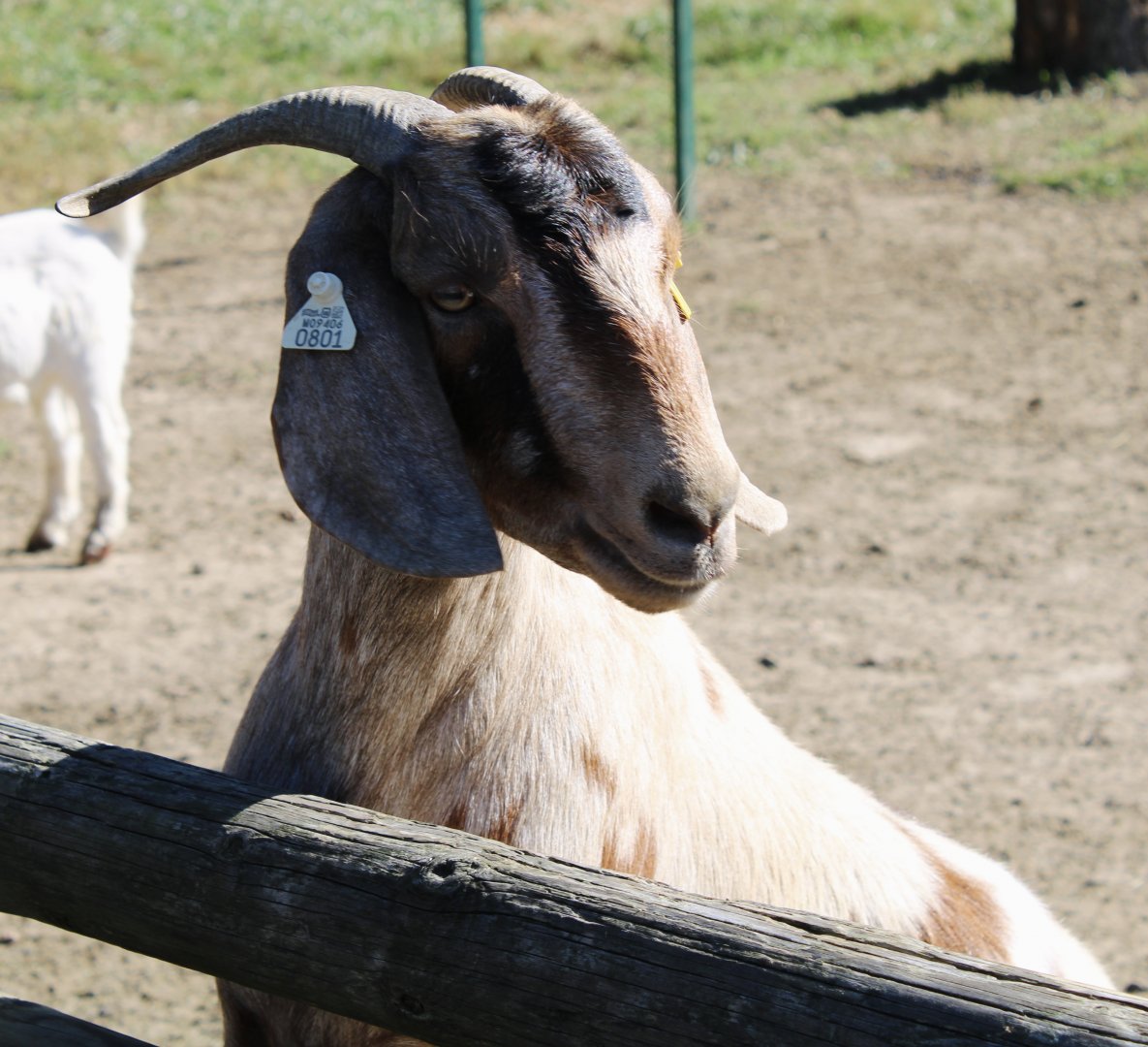 Oct. 2021 - Domestic Goat