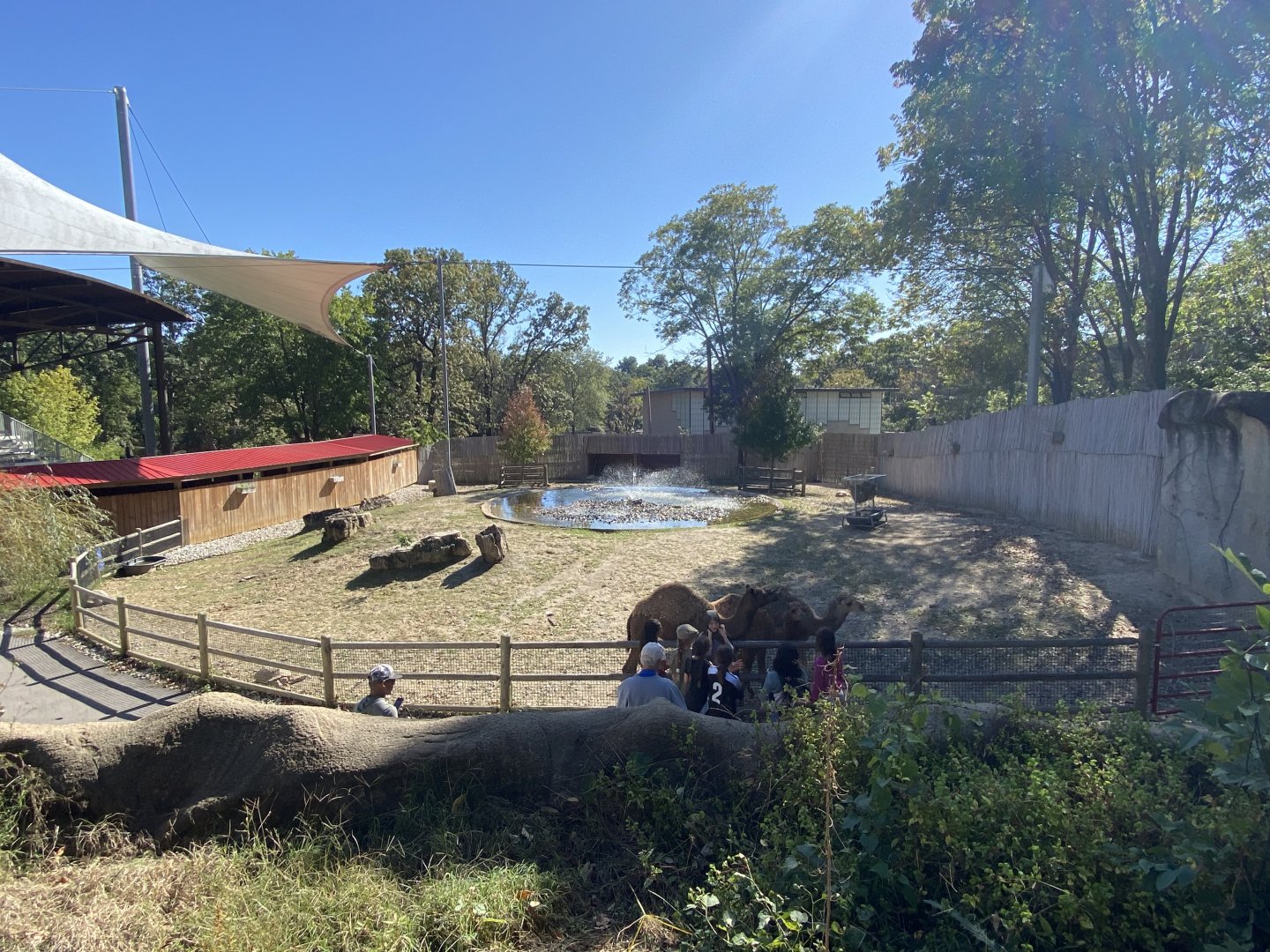 Oct. 2021 - Dromedary Camel Exhibit